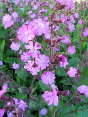 Rote Lichtnelke, Silene dioica