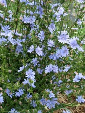 Wegwarte, Cichorium intybus