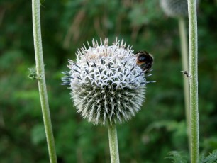 Ruthenische Kugeldistel, Echinops ruth.