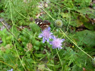 Taubenskabiose, Scabiosa columbaria