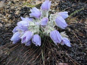 Kuchschelle, Pulsatilla vulgaris