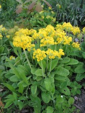Hohe Schlüsselblume, Primula elatior