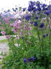Akelei, Aquilegium vulgare