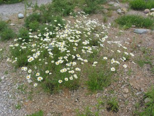 Wiesenmargerite, Chrysanth. leucanth.