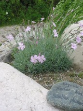 Federnelke, Dianthus plumarius