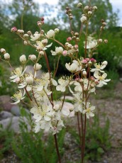 Knolliges Mädesüß, Filipendula vulgaris