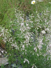 Nickendes Leimkraut, Silene nutans