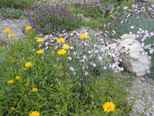 Steingartenblumen-Mix