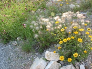Ochsenauge, Buphthalmum salicifolium