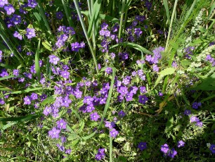 Venusspiegel, Scandix pecten-veneris