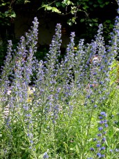Natterkopf, Echium vulgare