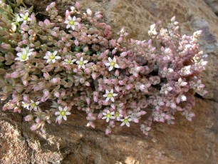 Weißer Mauerpfeffer, Sedum album