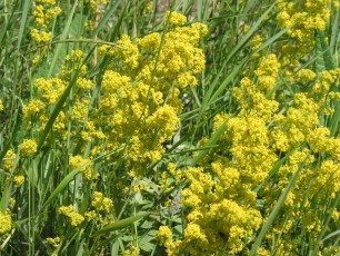 Echtes Labkraut, Galium verum