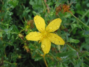 Echtes Johanniskraut, Hypericum perforatum