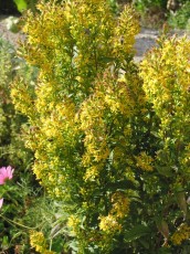 Echte Goldrute, Solidago virgaurea