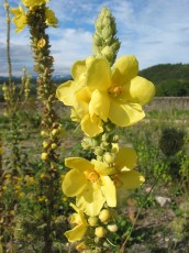 Gr. Königskerze, Verbascum densiflorum