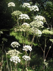 Waldengelwurz, Angelica sylvestris