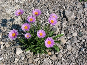 Alpenaster, Aster alpinus