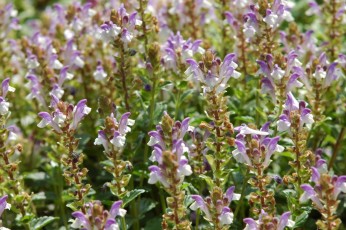 Alpenhelmkraut