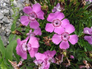 Alpennelke, Dianthus alpinus