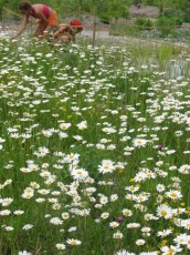 Blumenwiese (Magerwiese)