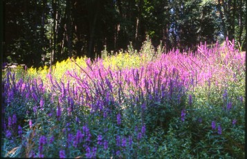 Blutweiderich, Lythrum salicaria
