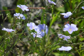 Dauerlein, Linum perenne