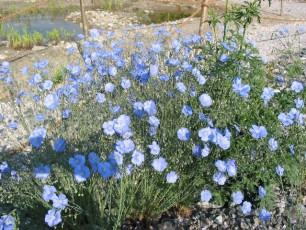 Dauerlein, Linum perenne
