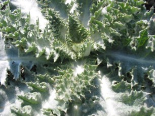 Eselsdistel, Onopordum acanthium