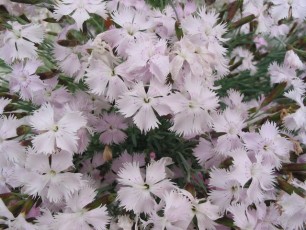 Federnelke, Dianthus plumarius