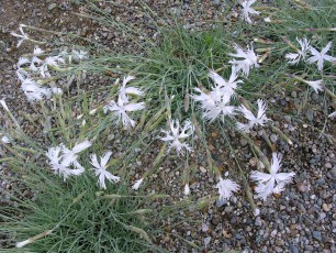 Federnelke, Dianthus plumarius