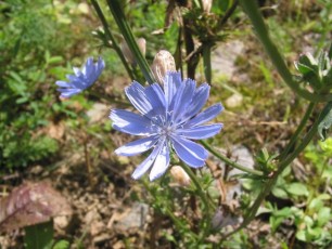 Wegwarte, Cichorium intybus