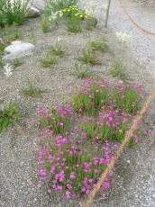 Heidenelke, Dianthus deltoides