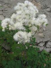 Akeleiblättr. Wiesenraute, Thalictr. aquilegif.