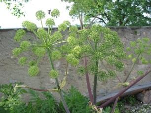 Engelwurz, Angelica archangelica