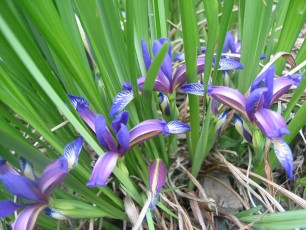 Grasschwertlilie, Iris graminea
