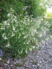 Nickendes Leimkraut, Silene nutans
