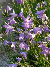 Wiesenglockenblume, Campanula patula