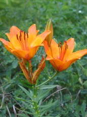Feuerlilie, Lilium bulbiferum