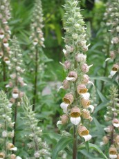 Rost-Fingerhut, Digitalis ferruginea
