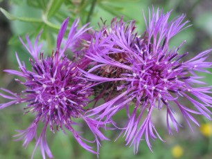 Skabiosen-Flockenblume, Centaurea scabiosa
