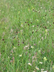 Feuchtwiesen-Blumen-Mix