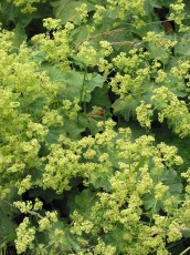 Frauenmantel, Alchemilla vulgaris