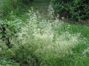 Wiesenlabkraut, Galium mollugo