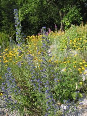 Steingartenblumen-Mix