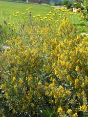 Färberginster, Genista tinctoria