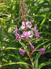 Schm. Weidenröschen, Epilob. angustif.
