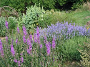Blutweiderich, Lythrum salicaria
