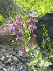 Quirlblüt. Salbei, Salvia verticilliata