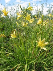 Gelbe Taglilie, Hemerocallis lilio-asphodelus